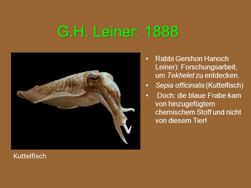 G.H. Leiner: 1888 Rabbi Gershon Hanoch Leiner): Forschungsarbeit, um Tekhelet zu entdecken. Sepia officinalis (Kuttelfisch)