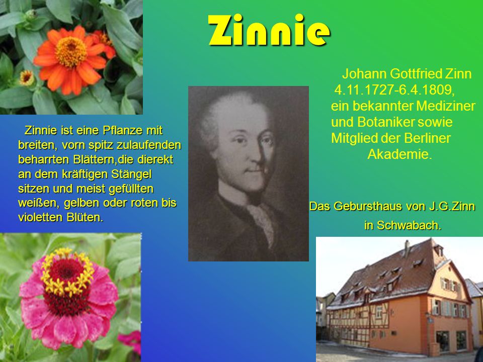 Zinnie Johann Gottfried Zinn ,
