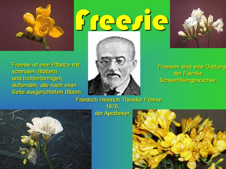 Freesie Freesie ist eine Pflanze mit schmalen Blättern
