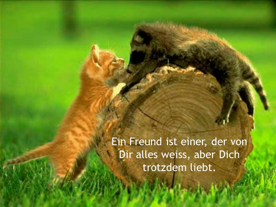 Ein Freund ist einer, der von Dir alles weiss, aber Dich trotzdem liebt.