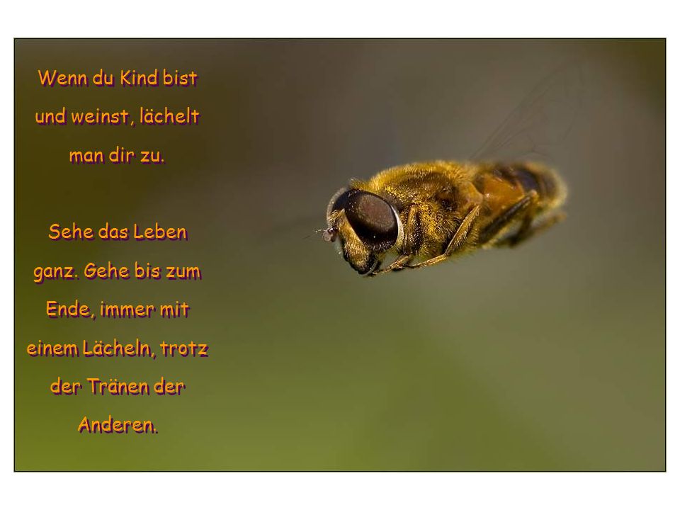 Wenn du Kind bist und weinst, lächelt man dir zu.