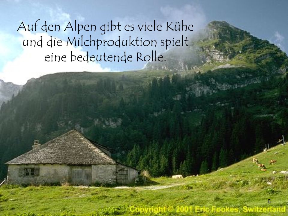 Auf den Alpen gibt es viele Kühe und die Milchproduktion spielt eine bedeutende Rolle.
