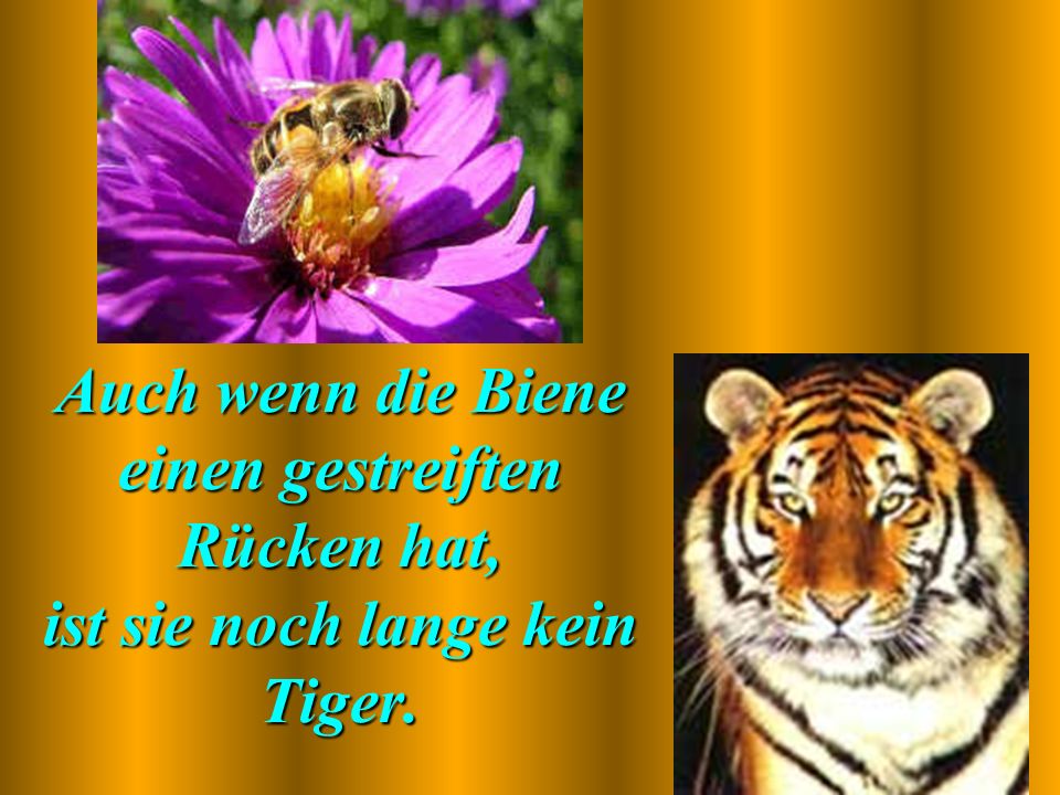 Auch wenn die Biene einen gestreiften Rücken hat, ist sie noch lange kein Tiger.