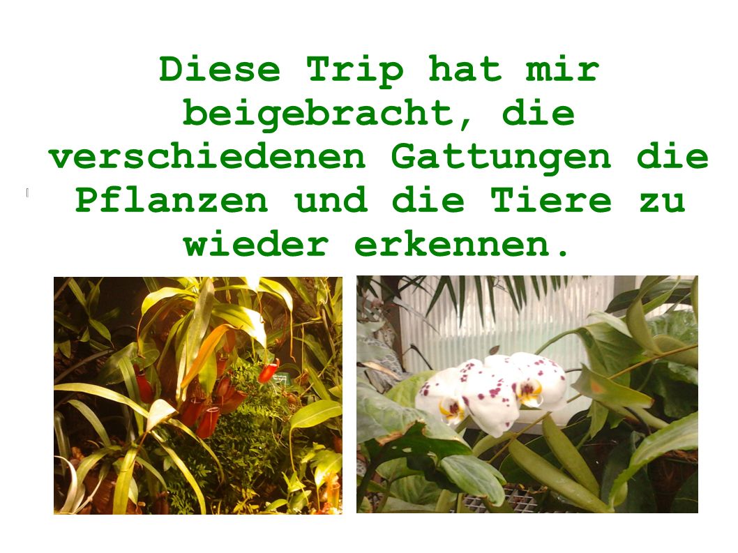 Diese Trip hat mir beigebracht, die verschiedenen Gattungen die Pflanzen und die Tiere zu wieder erkennen.