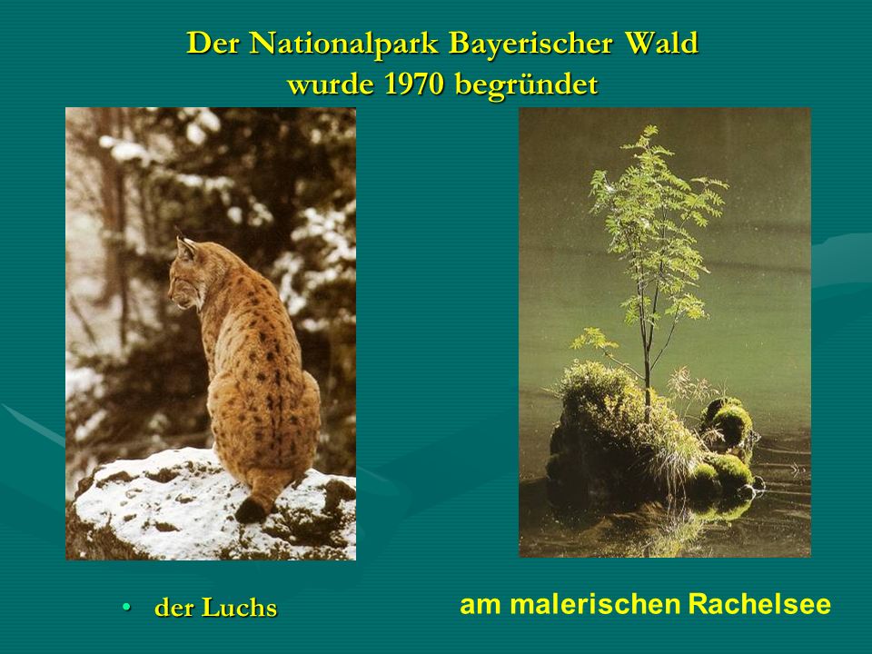 Der Nationalpark Bayerischer Wald wurde 1970 begründet