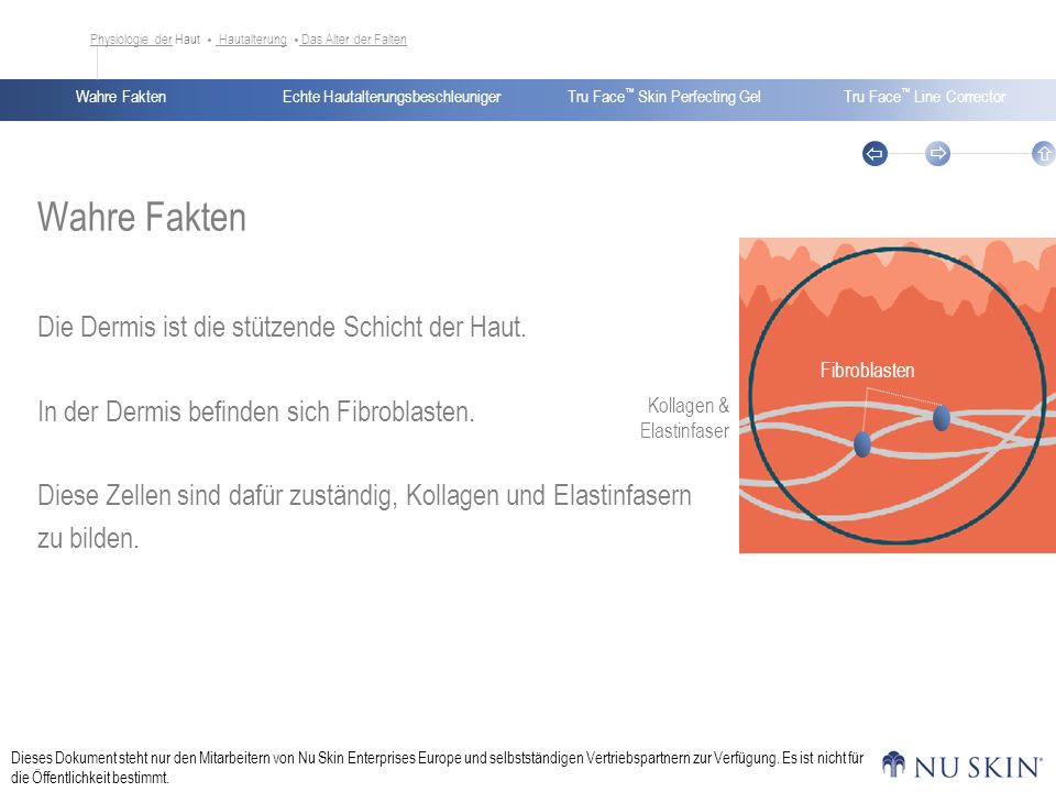 Wahre Fakten Die Dermis ist die stützende Schicht der Haut.