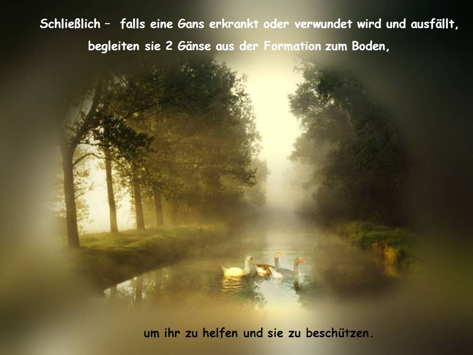 Schließlich – falls eine Gans erkrankt oder verwundet wird und ausfällt,