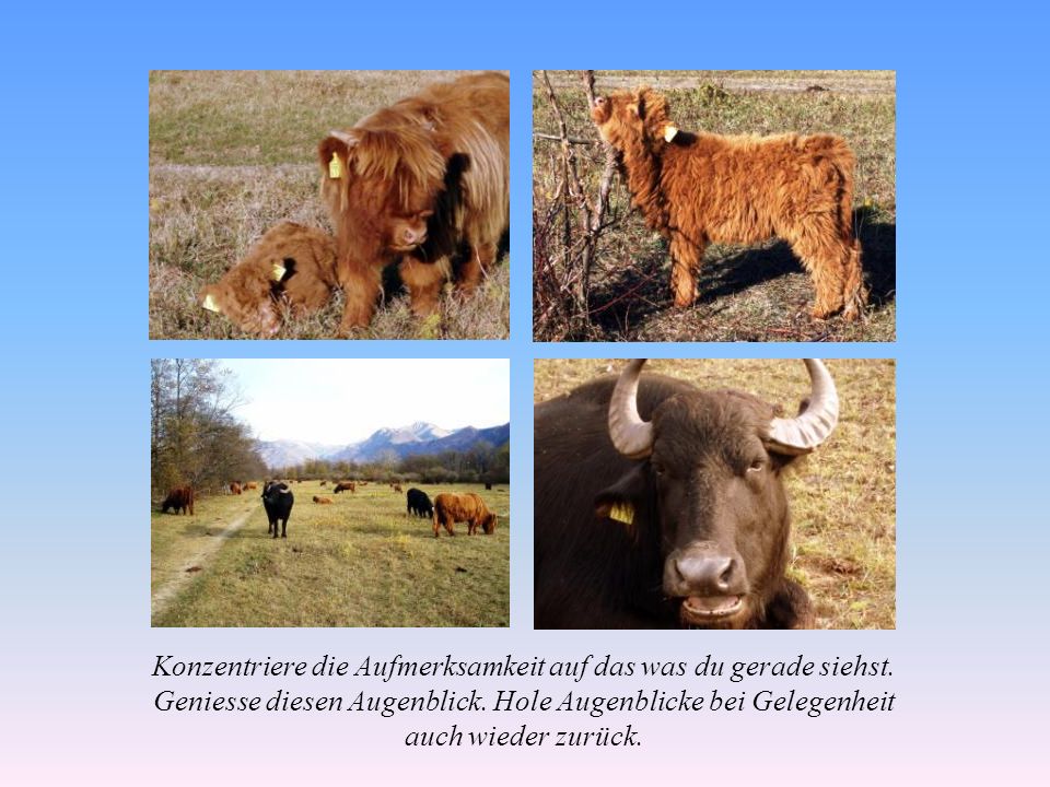 Konzentriere die Aufmerksamkeit auf das was du gerade siehst