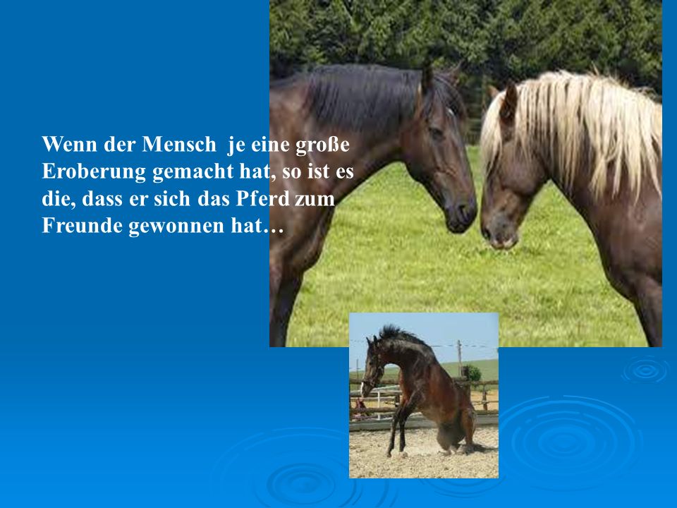 Wenn der Mensch je eine große Eroberung gemacht hat, so ist es die, dass er sich das Pferd zum Freunde gewonnen hat…