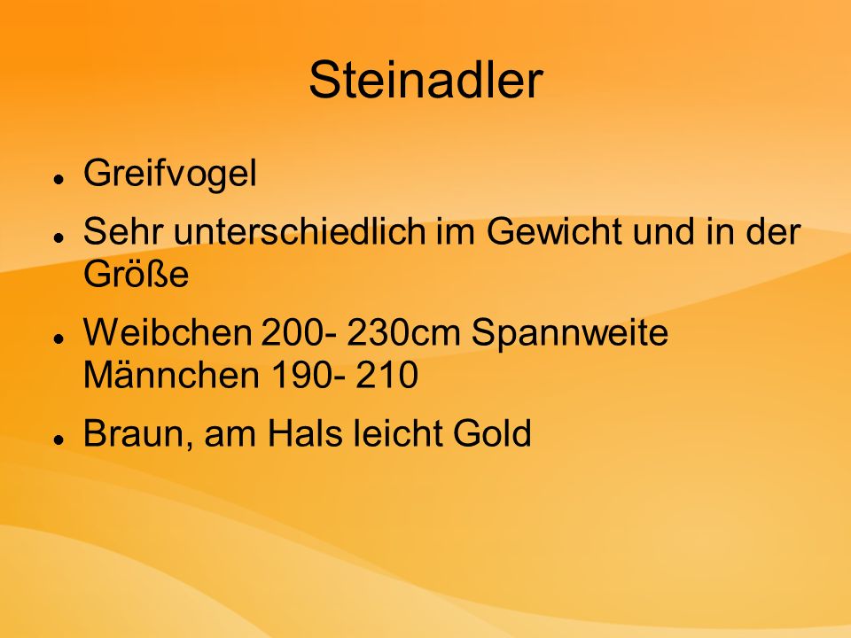 Steinadler Greifvogel Sehr unterschiedlich im Gewicht und in der Größe