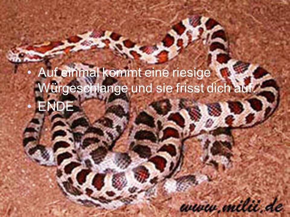 Auf einmal kommt eine riesige Würgeschlange und sie frisst dich auf.