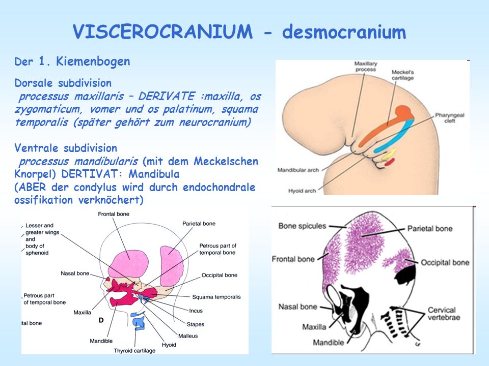 VISCEROCRANIUM - desmocranium