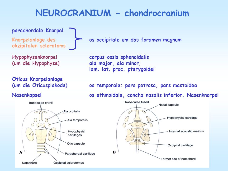NEUROCRANIUM - chondrocranium