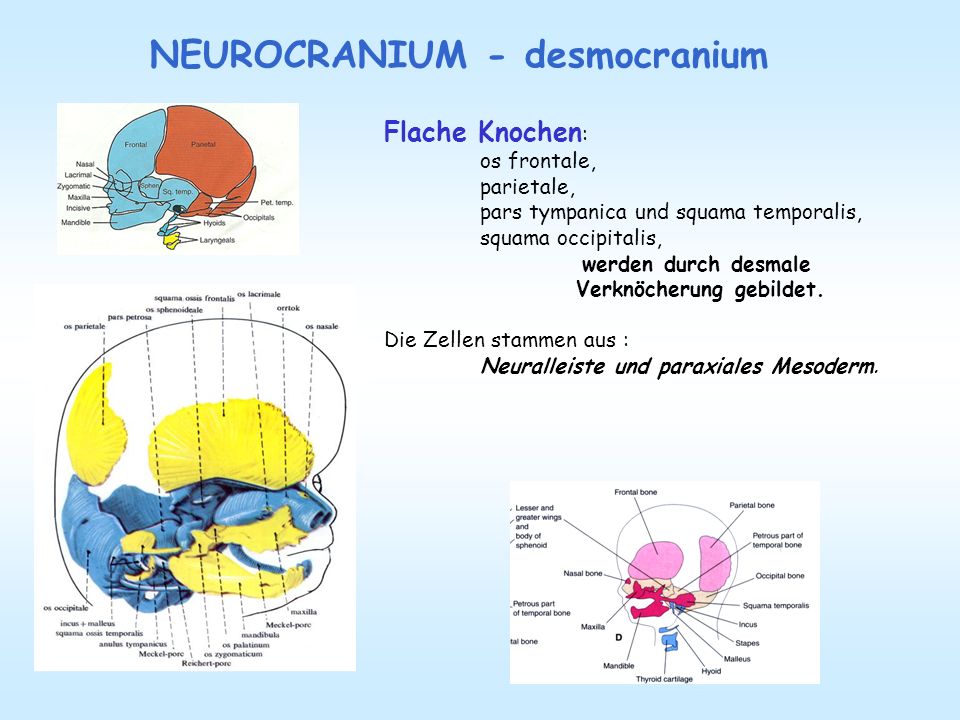 NEUROCRANIUM - desmocranium