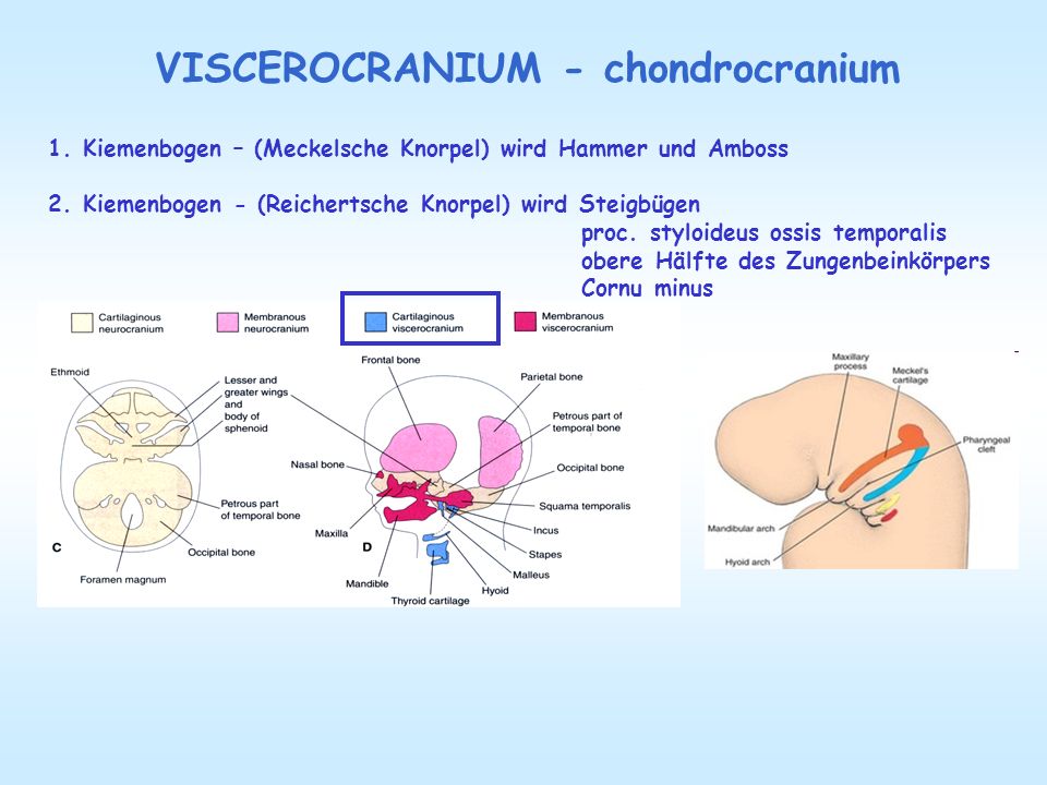 VISCEROCRANIUM - chondrocranium