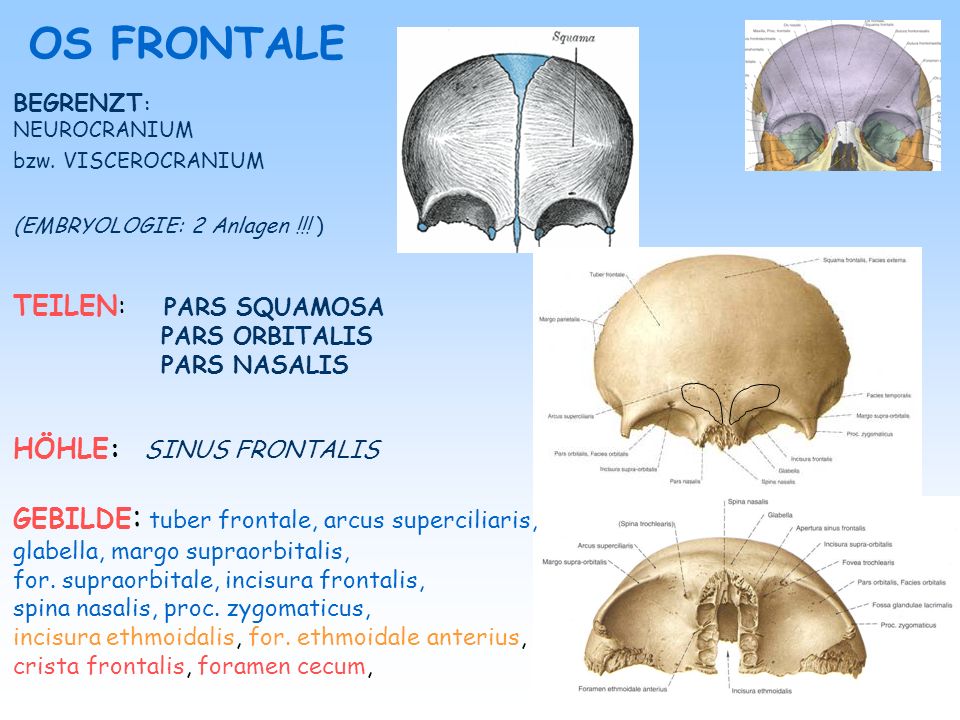 OS FRONTALE TEILEN: PARS SQUAMOSA HÖHLE: SINUS FRONTALIS