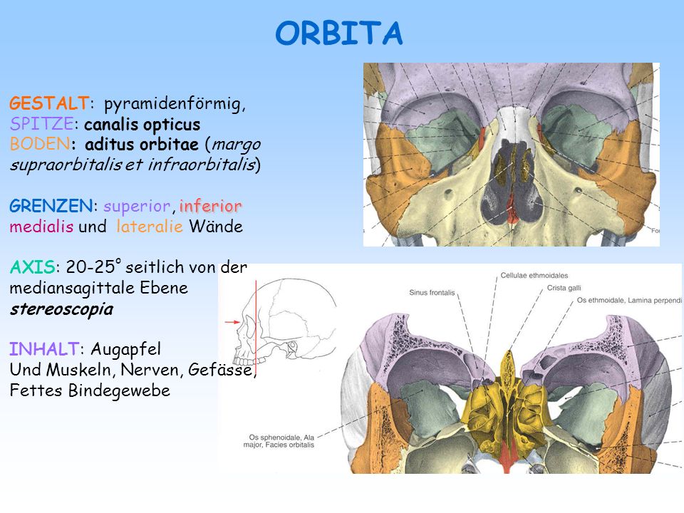 ORBITA GESTALT: pyramidenförmig, SPITZE: canalis opticus
