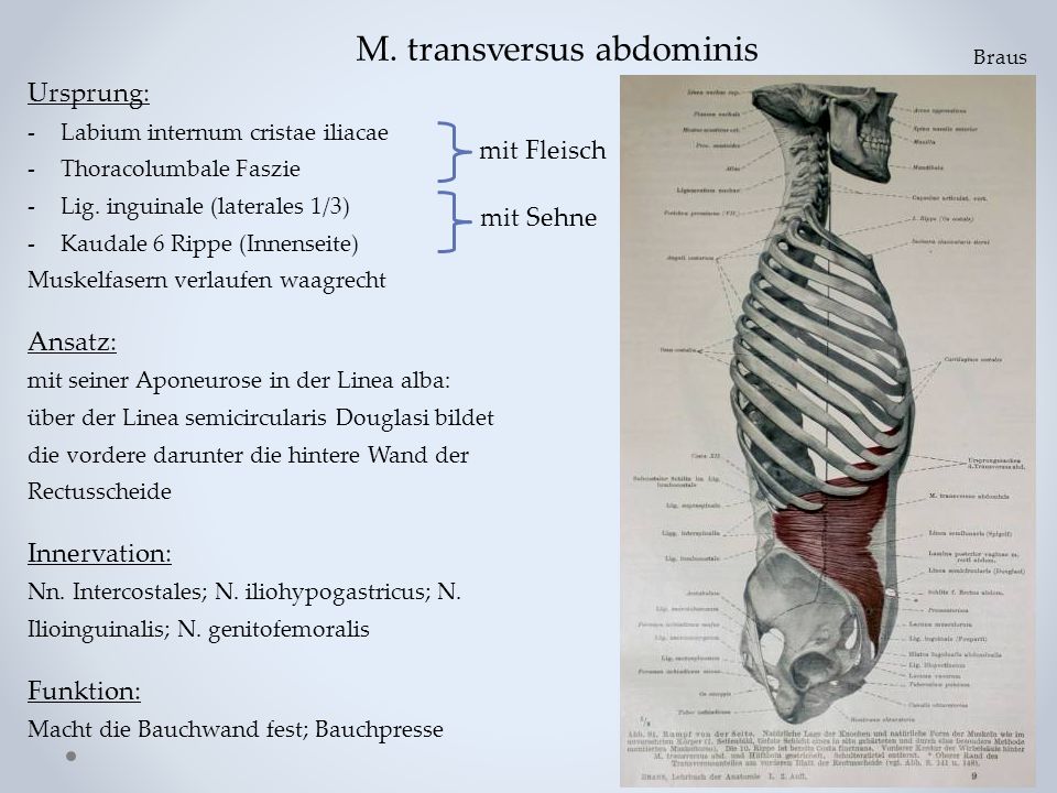 M. transversus abdominis