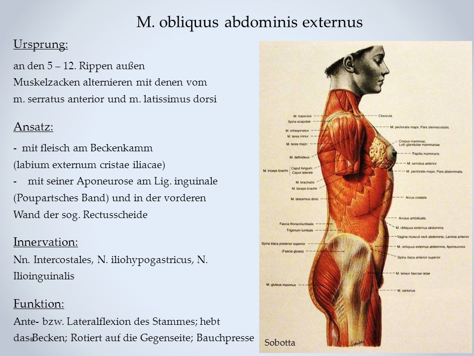 M. obliquus abdominis externus