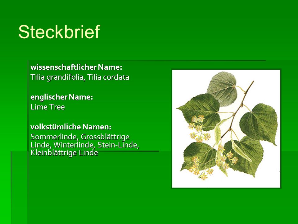 Steckbrief wissenschaftlicher Name: Tilia grandifolia, Tilia cordata