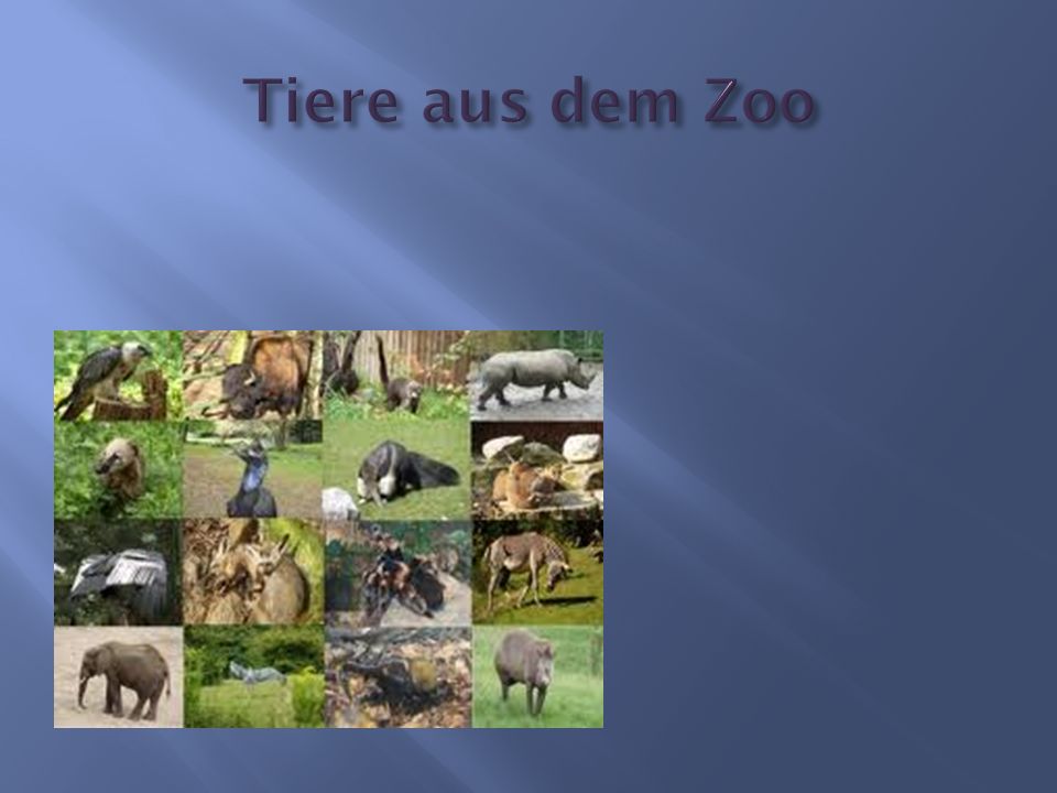 Tiere aus dem Zoo