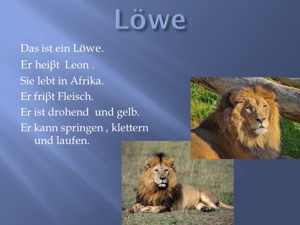 Löwe Er heiβt Leon . Das ist ein Löwe. Sie lebt in Afrika.