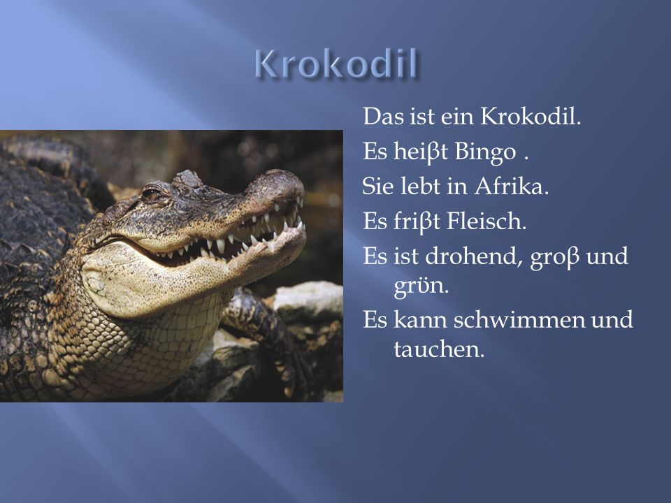 Krokodil Das ist ein Krokodil. Es heiβt Bingo . Sie lebt in Afrika.