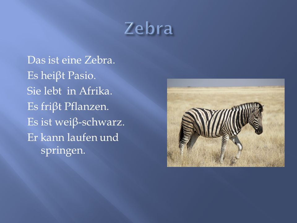 Zebra Das ist eine Zebra. Es heiβt Pasio. Sie lebt in Afrika.