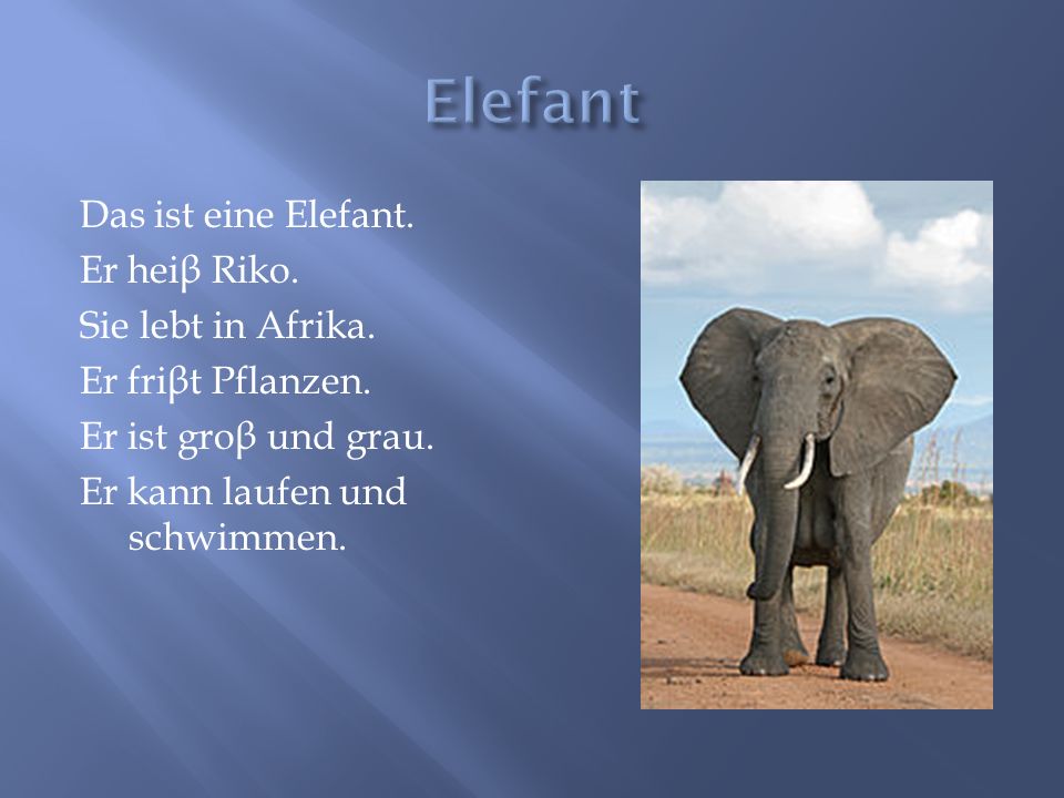 Elefant Das ist eine Elefant. Er heiβ Riko. Sie lebt in Afrika.