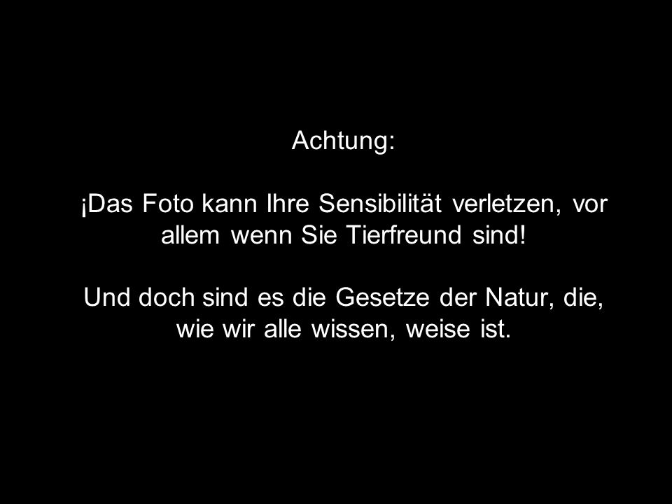 Achtung: ¡Das Foto kann Ihre Sensibilität verletzen, vor allem wenn Sie Tierfreund sind.