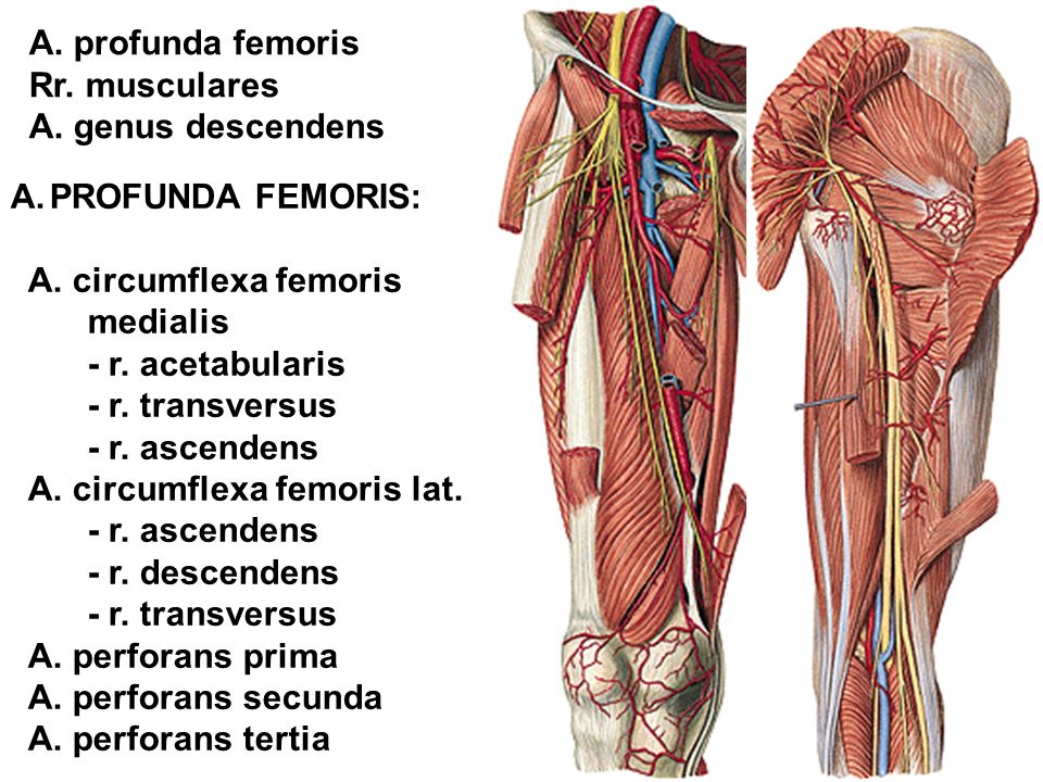 A. profunda femoris Rr. musculares. A. genus descendens. PROFUNDA FEMORIS: A. circumflexa femoris.