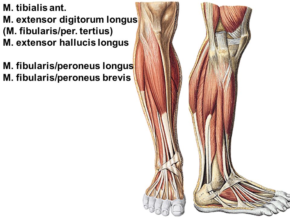 M. tibialis ant. M. extensor digitorum longus. (M. fibularis/per. tertius) M. extensor hallucis longus.