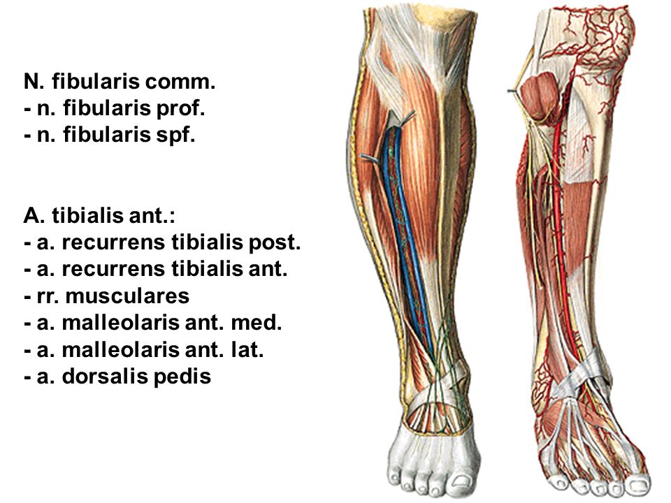 N. fibularis comm. - n. fibularis prof. - n. fibularis spf. A. tibialis ant.: - a. recurrens tibialis post.