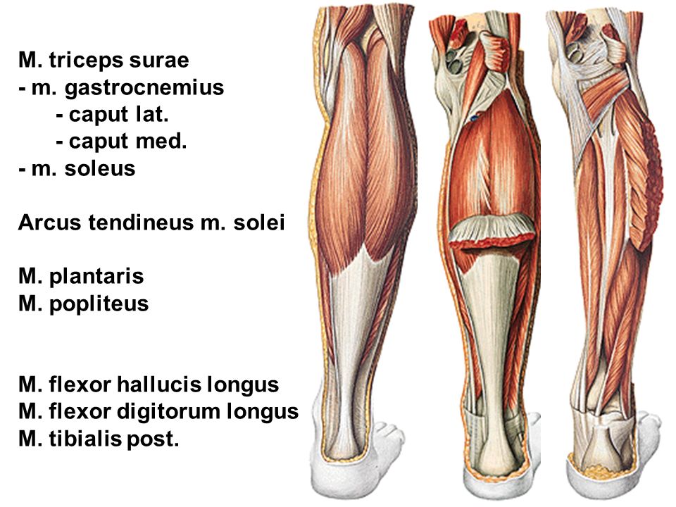 Икроножная мышца какая ткань. Трехглавая мышца голени m. Triceps surae. Arcus tendineus m. Soleus. Musculus plantaris. M gastrocnemius мышца.