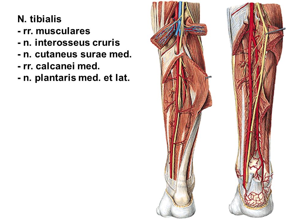 N suralis. Nervus cutaneus Tibialis. Нерв (n. Fibularis [peroneus] communis). Nervus Tibialis иннервирует мышцы. Cutaneus surae.