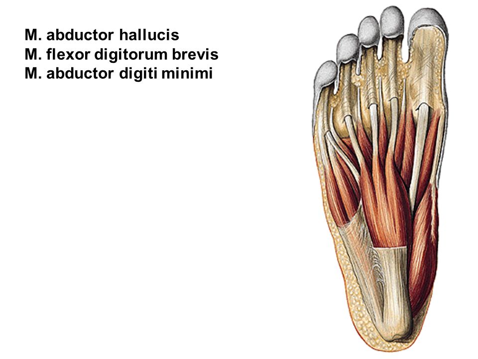 M. abductor hallucis M. flexor digitorum brevis M. abductor digiti minimi