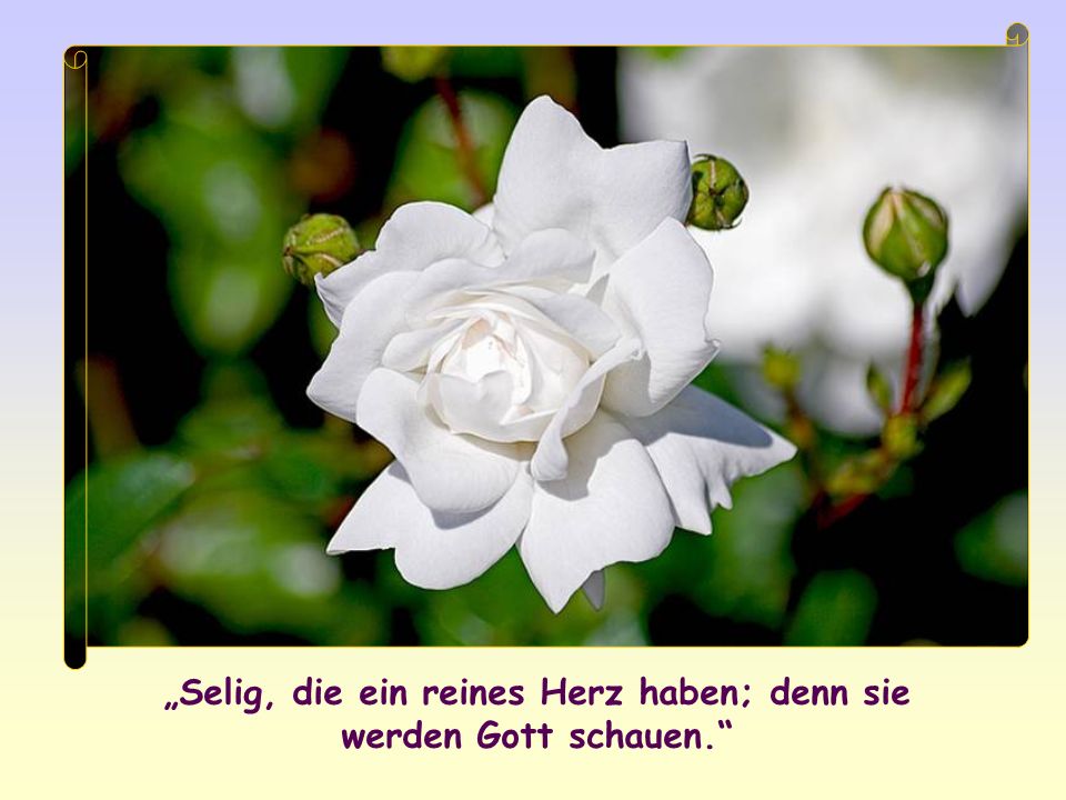 „Selig, die ein reines Herz haben; denn sie werden Gott schauen.
