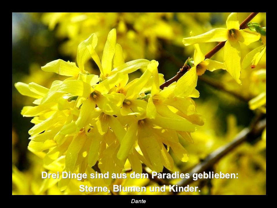 Drei Dinge sind aus dem Paradies geblieben: Sterne, Blumen und Kinder.