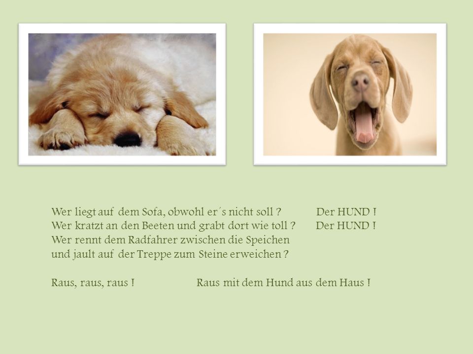 Wer liegt auf dem Sofa, obwohl er´s nicht soll Der HUND !
