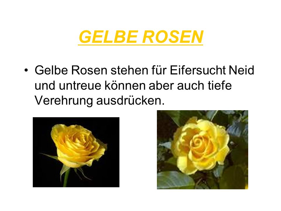 GELBE ROSEN Gelbe Rosen stehen für Eifersucht Neid und untreue können aber auch tiefe Verehrung ausdrücken.