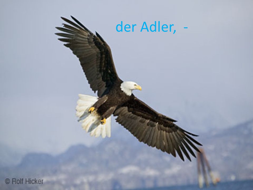 der Adler, -
