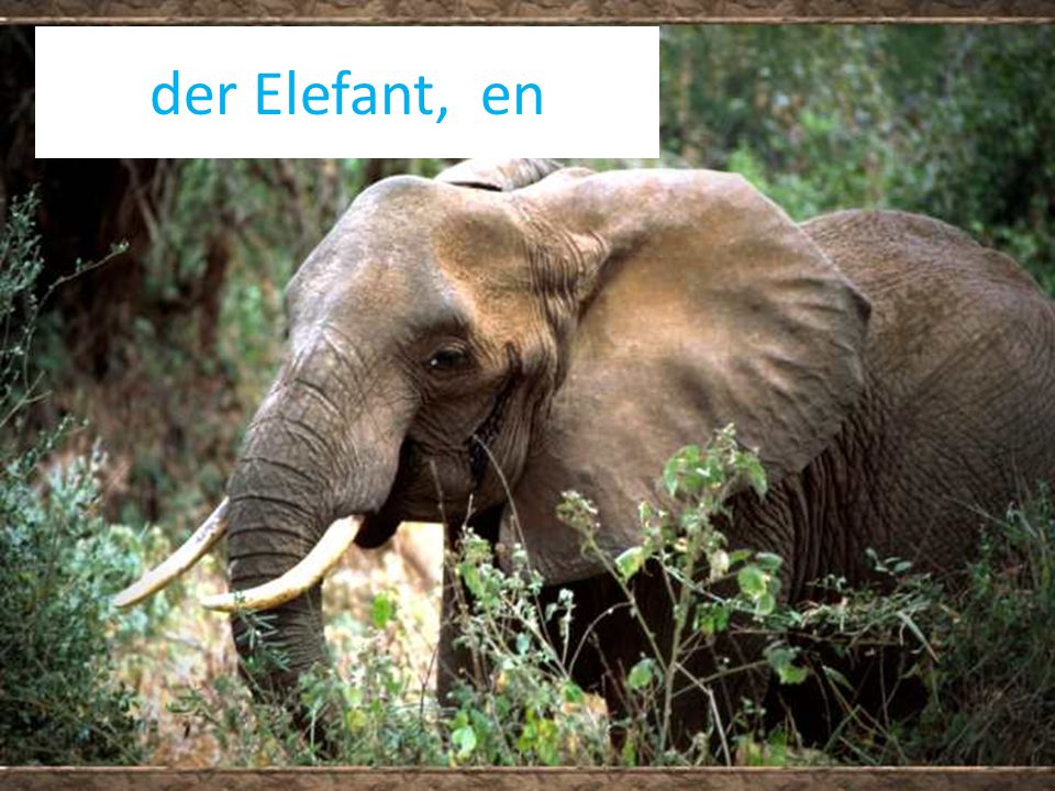 der Elefant, en
