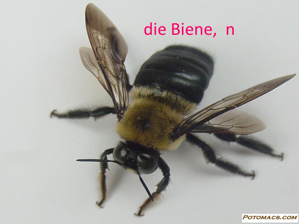 die Biene, n