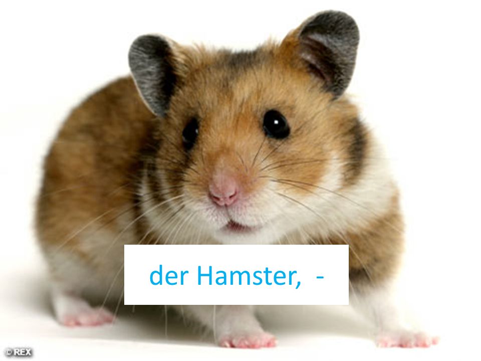 der Hamster, -