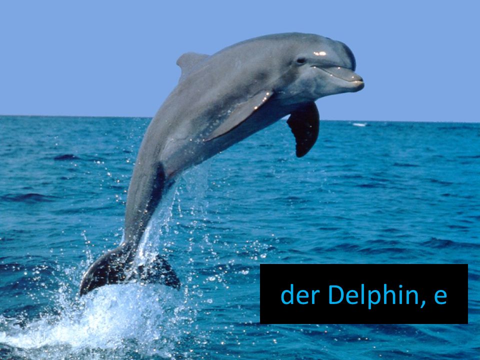 der Delphin, e