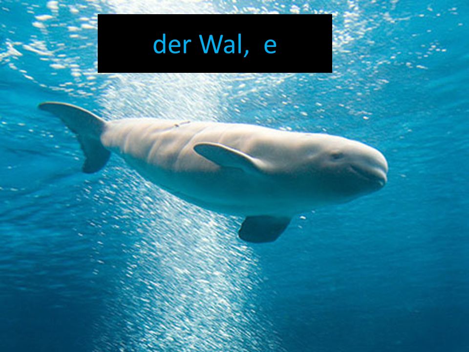der Wal, e
