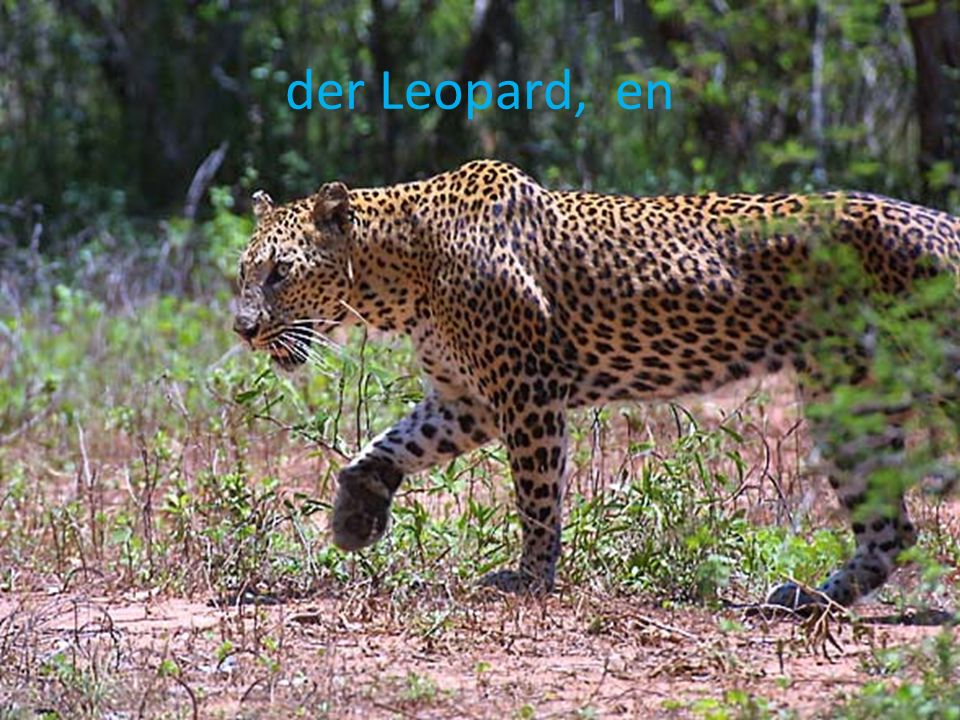 der Leopard, en