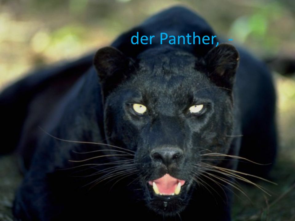 der Panther, -