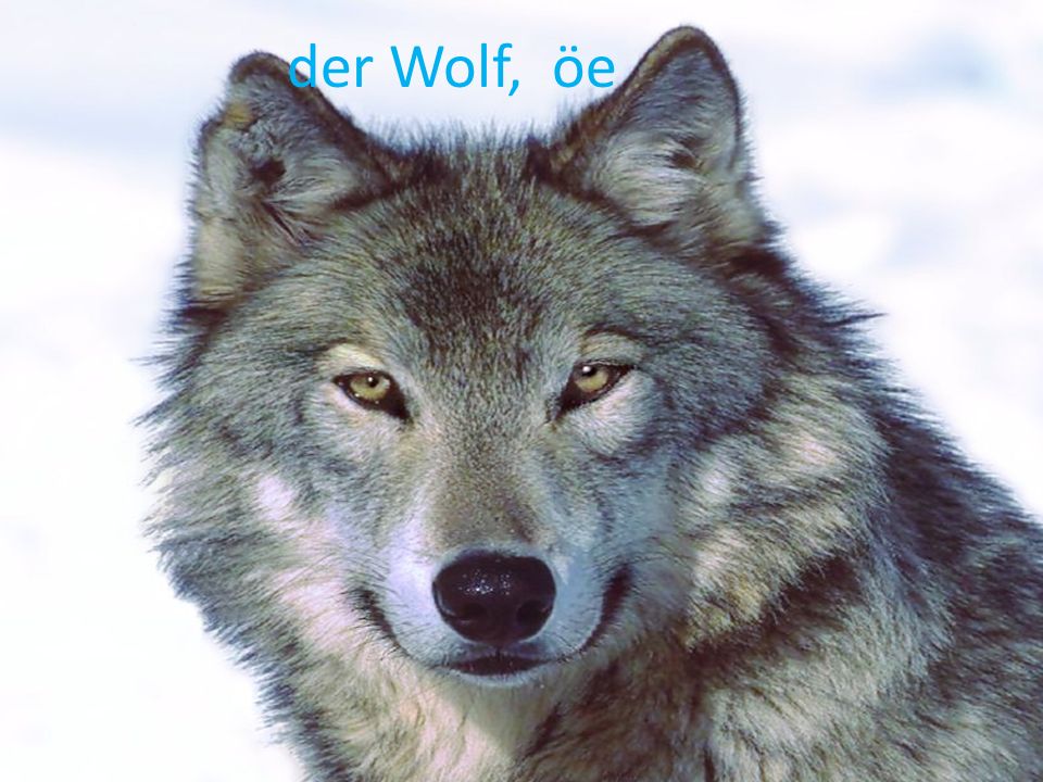 der Wolf, öe
