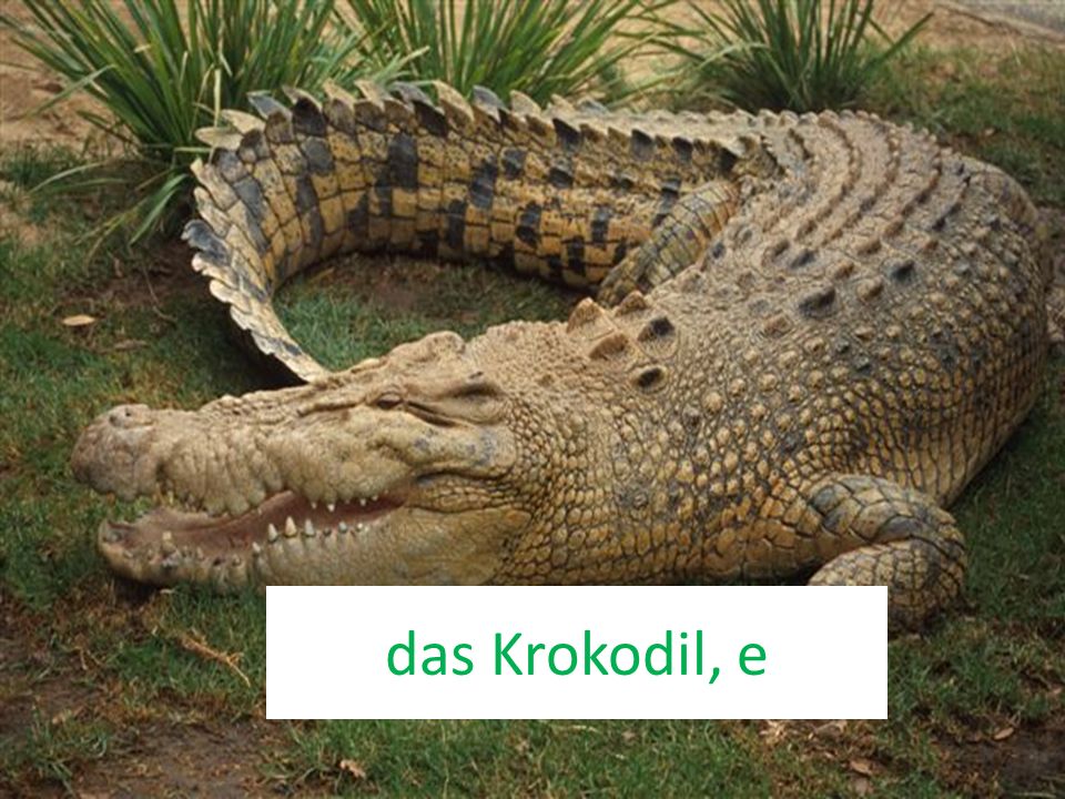 das Krokodil, e
